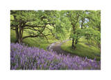 Lupine and Oaks