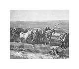 Officers' Horses Watering Near Berneville
