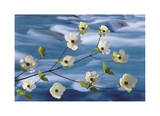 Dogwood River