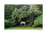 Bench and Tree
