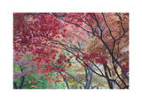 Lithia Park Fall Color I