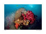 Reef Scenic 5