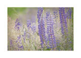 Lupine Grasses