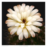 Chin Cactus 1