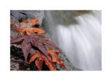 Fall Leaves and Stream