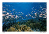 Reef Scenic 1