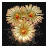Scheer's Cory Cactus