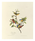 Painted Bunting
