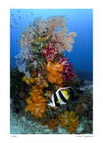 Reef Scenic 7