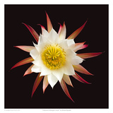 Unknown Echinopsis Cactus
