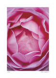 Pink Rose 1