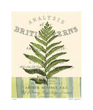 British Fern II