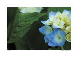 Hydrangea Detail 2