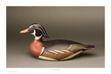 Lincoln Wood Duck