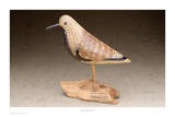 Rogers Rig Turnstone
