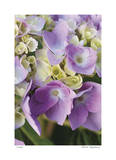 Pink Hydrangea 1