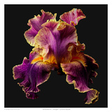 Tall Bearded Iris - Entagled