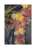 Rogue River Vine Maple