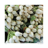 Radishes