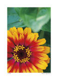 Flower Study