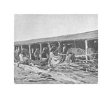 Canadian Horses In Shelters