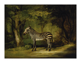A Zebra