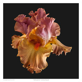 Tall Bearded Iris