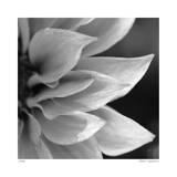 Botanical Study 1