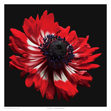 Anemone