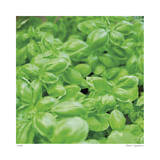 Basil