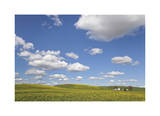 Canola Farm