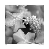 Botanical Study 2