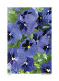 Electric Pansy