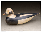 Shourds Long-tailed Duck