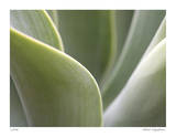 Agave V