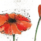 Not a California Poppy III