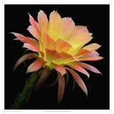 Echinopsis Cactus Napea