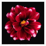 Dahlia 3