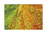 Maple and Dew III