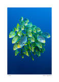 Schooling Sweetlips