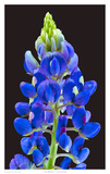 Texas Bluebonnets