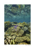 Reef Crest with Sea Star