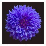 Cornflower