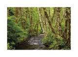 Forest Stream II
