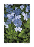 Hydrangea Variation