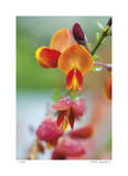 Fire Bush Detail