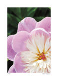 Peony Study