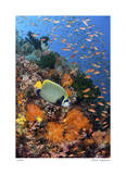 Reef Scenic 8