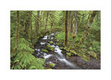 Wine Creek II