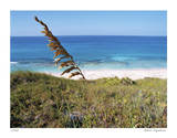 Stocking Island Sea Oat